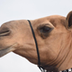 Camel beauty pageants